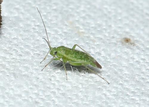 Réf. 327 021 : Orthotylus flavosparsus